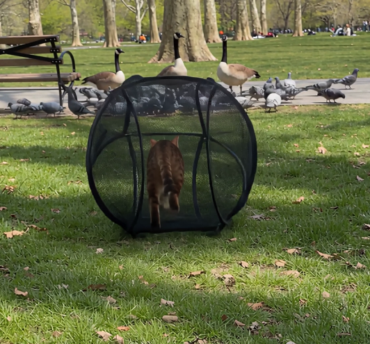 Cat enjoying an OrbiCat playpen